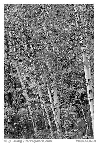 Birch trees in autumn. Baxter State Park, Maine, USA (black and white)