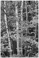 Group of birch trees and maple leaves in autumn. Baxter State Park, Maine, USA (black and white)