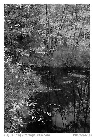 Trees in fall foliage next to pond. Maine, USA (black and white)