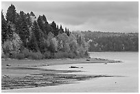 Trees in autumn color on shores of Chamberlain Lake. Allagash Wilderness Waterway, Maine, USA (black and white)