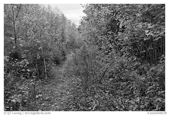 Overgrown road. Allagash Wilderness Waterway, Maine, USA (black and white)