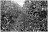 Overgrown road. Allagash Wilderness Waterway, Maine, USA ( black and white)