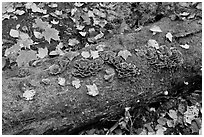 Mushrooms growing on moss-covered log in autumn. Allagash Wilderness Waterway, Maine, USA (black and white)