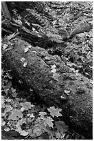 Moss-covered log in the fall. Allagash Wilderness Waterway, Maine, USA (black and white)
