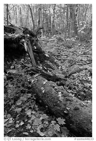 Forest floor with moss-covered log. Allagash Wilderness Waterway, Maine, USA (black and white)