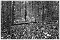 Abandonned railroad tracks in forest. Allagash Wilderness Waterway, Maine, USA ( black and white)
