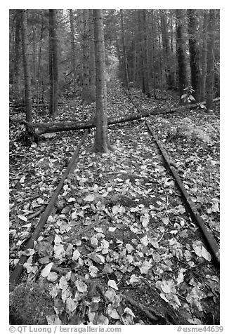 Abandonned railway tracks. Allagash Wilderness Waterway, Maine, USA