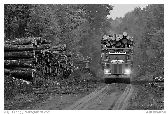 Log truck drives by pile of tree trunks. Maine, USA