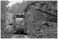 Log loader lifts trunks into log truck. Maine, USA (black and white)
