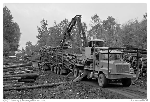 Logging operation loading tree trunks onto truck. Maine, USA (black and white)