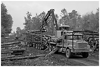 Logging operation loading tree trunks onto truck. Maine, USA ( black and white)