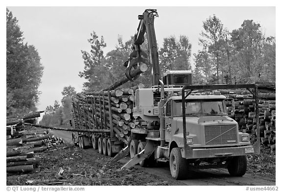Logging truck loaded by log loader truck. Maine, USA