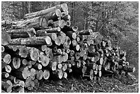 Stacked logs. Maine, USA (black and white)