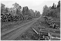 Forestry road with logs on both sides. Maine, USA (black and white)