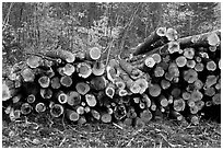 Cut timber wood. Maine, USA ( black and white)