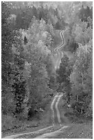 Meandering forestry road in autumn. Maine, USA ( black and white)