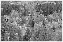 Northern forest in fall with narrow unimproved road. Maine, USA (black and white)