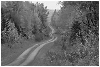 North Woods in autumn with twisting unimproved road. Maine, USA ( black and white)