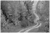 Dirt road and curves in the fall. Maine, USA ( black and white)