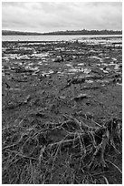 Dead trees and grasses on shores of Round Pond. Allagash Wilderness Waterway, Maine, USA ( black and white)