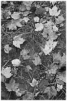 Red fallen maple leaves, moss and rock. Allagash Wilderness Waterway, Maine, USA (black and white)