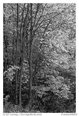 Northern trees with dark trunks in fall foliage. Allagash Wilderness Waterway, Maine, USA (black and white)