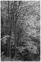 Northern trees with dark trunks in fall foliage. Allagash Wilderness Waterway, Maine, USA ( black and white)