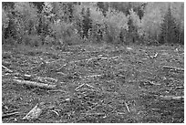 Clear cut forest in the fall. Maine, USA (black and white)