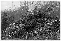 Pile of cut branches. Maine, USA ( black and white)