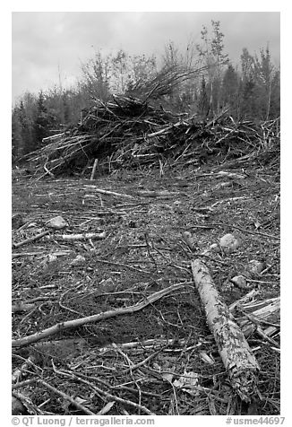 Cut area and twigs in logging area. Maine, USA (black and white)