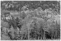 Northern woods in autumn. Maine, USA (black and white)