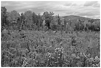 Clearing and forest in autumn. Maine, USA (black and white)