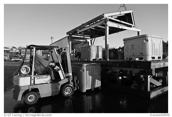 Man loading lobster crates in harbor. Stonington, Maine, USA (black and white)