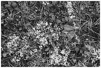 Close up of ground with pine needles, leaves, and moss. Katahdin Woods and Waters National Monument, Maine, USA ( black and white)
