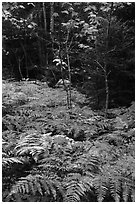 Ferns, maples, and spruce in autumn. Katahdin Woods and Waters National Monument, Maine, USA ( black and white)