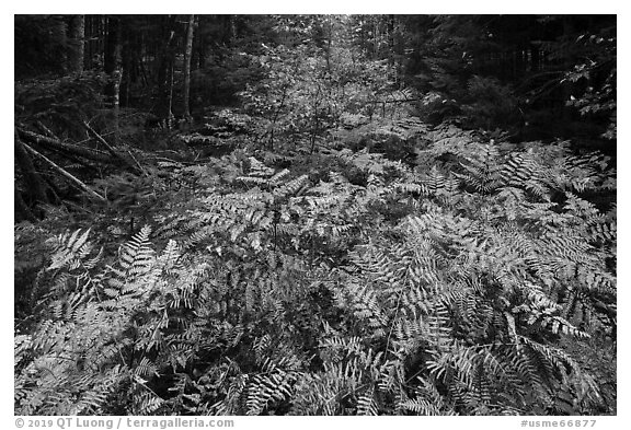 Ferns in autumn, Esker Trail. Katahdin Woods and Waters National Monument, Maine, USA (black and white)