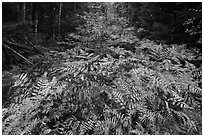 Ferns in autumn, Esker Trail. Katahdin Woods and Waters National Monument, Maine, USA ( black and white)