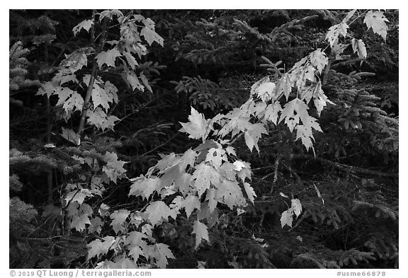 Orange mapple leaves and spruce. Katahdin Woods and Waters National Monument, Maine, USA (black and white)