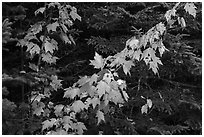 Orange mapple leaves and spruce. Katahdin Woods and Waters National Monument, Maine, USA ( black and white)