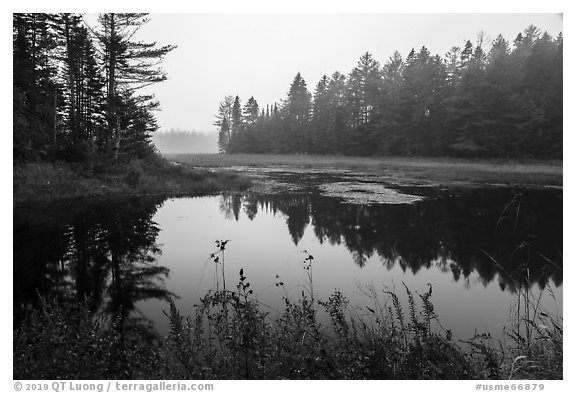 Pond in fog, Sandbank Stream. Katahdin Woods and Waters National Monument, Maine, USA (black and white)