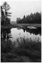 Grasses and pond, Sandbank Stream. Katahdin Woods and Waters National Monument, Maine, USA ( black and white)