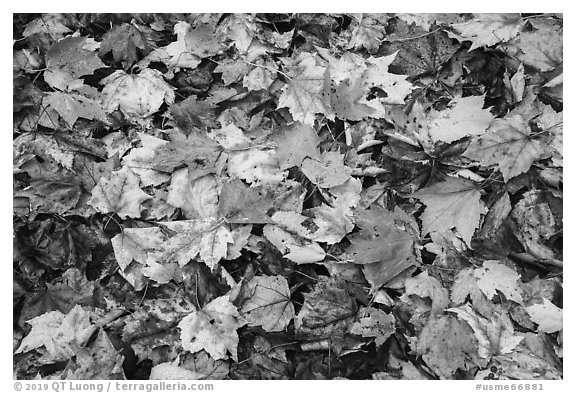 Tapestry of colorful fallen leaves. Katahdin Woods and Waters National Monument, Maine, USA (black and white)