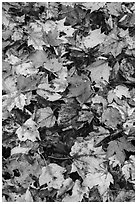 Dense fallen leaves on ground. Katahdin Woods and Waters National Monument, Maine, USA ( black and white)