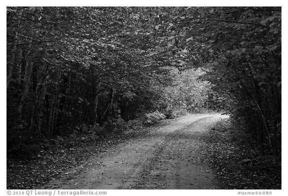 Katahdin Loop Road and trees. Katahdin Woods and Waters National Monument, Maine, USA (black and white)