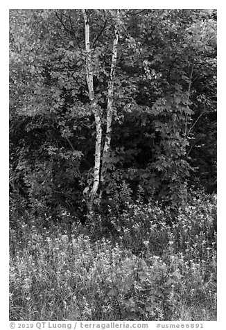 Birch and maple in early growth successional forest. Katahdin Woods and Waters National Monument, Maine, USA (black and white)