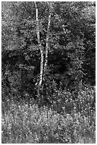 Birch and maple in early growth successional forest. Katahdin Woods and Waters National Monument, Maine, USA ( black and white)