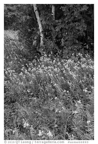 Wildflowers, ferns, and maple in meadow. Katahdin Woods and Waters National Monument, Maine, USA (black and white)