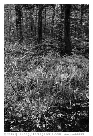 Pond, ferms and hardwood forest. Katahdin Woods and Waters National Monument, Maine, USA (black and white)