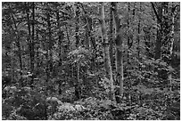 Deciduous northern hardwood forest in autumn. Katahdin Woods and Waters National Monument, Maine, USA ( black and white)