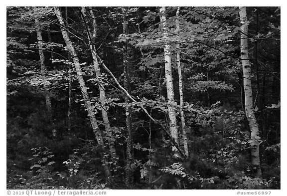 Early forest with birch trees in autumn. Katahdin Woods and Waters National Monument, Maine, USA (black and white)